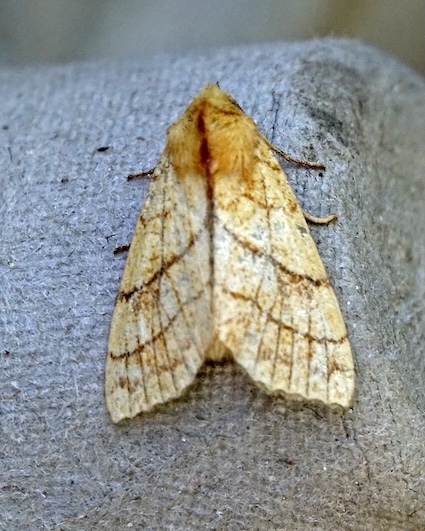 orange sallow